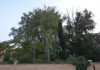 Parco dell’area ex Enel, già Orto Botanico, a San Giobbe