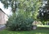 Pozzo nel giardino (angolo nord) del Palazzo Giustinian Museo del Vetro, nell’Isola di Murano