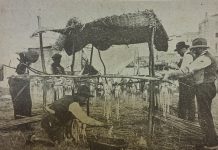 L’industria della seppia secca di Chioggia