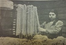L’industria dei “caragoi” (murice e lumache di mare)