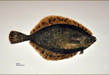 Il “passarin” (passara)