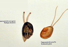 La “capatonda” (cuore o cappatonda, cozza, ostrica, tellina, vongola, fasolaro)
