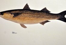 Il “sievolo” (cefalo)