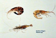 La “schiła” (gambero di laguna)