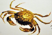 Il “granzo” (granchio)