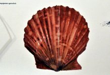 Il “canestrelo” (pettine di mare)