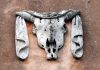 Il bucranio, un elemento decorativo infisso sui muri del Macello di San Giobbe