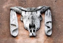 Il bucranio, un elemento decorativo infisso sui muri del Macello di San Giobbe