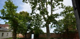 Il Rosetto mistico di Santa Maria del Pianto, nel Sestiere di Castello