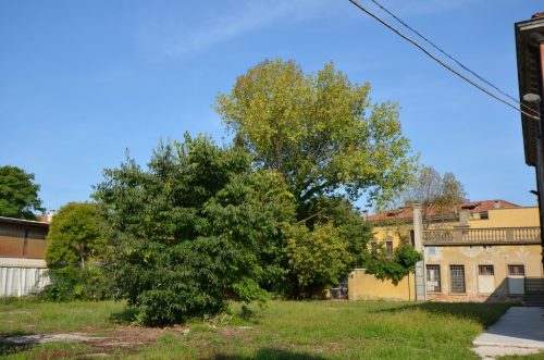DSC 4009