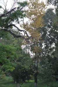 DSC 0318