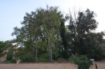 DSC 4052