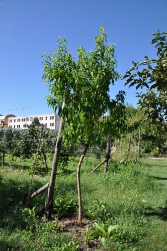 DSC 0256