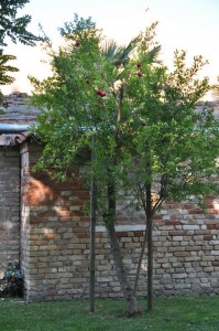DSC 0049