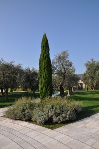 DSC 0012
